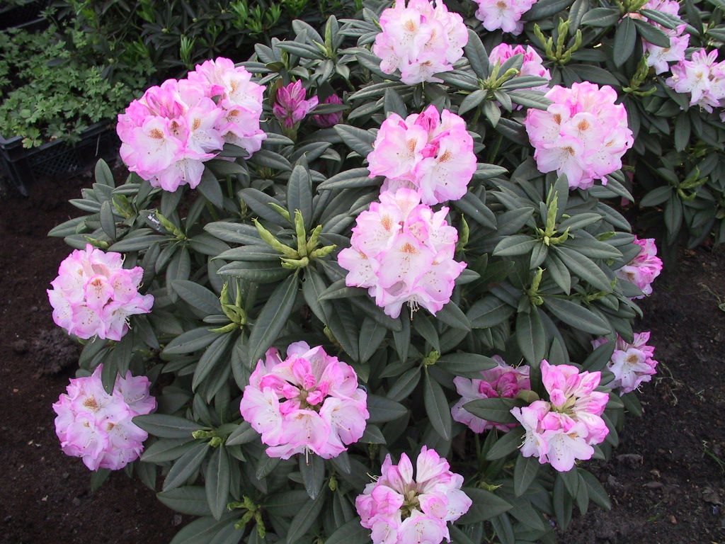 Rhododendron insigne Brigitte 05.jpg